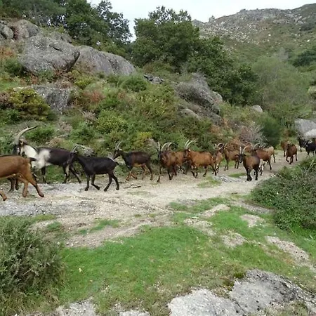 Casanova Amares
